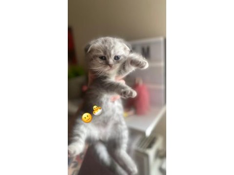 Scottish fold bebekler