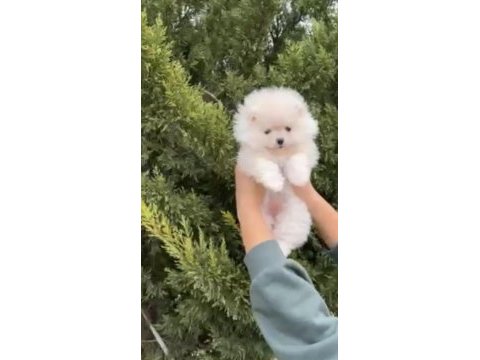 Renk renk güzellikte ayı surat pomeranian yavrular