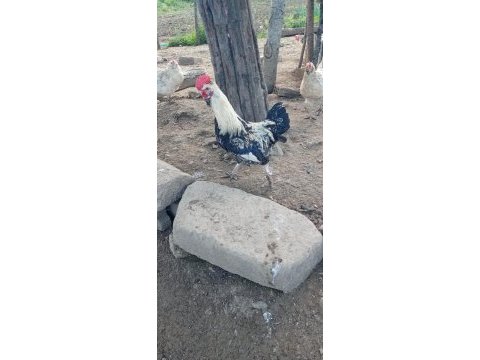 Cins tavuklar