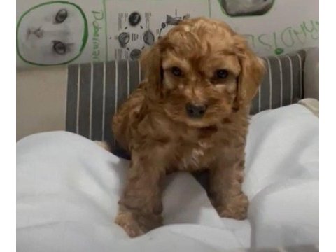 Poodle ayarında efsane yavrular