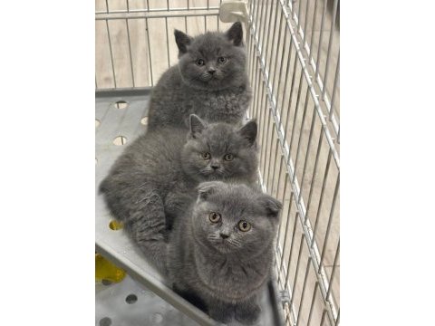 Scottish fold yavrumuz 70 günlük