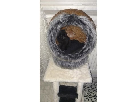 Scottish fold gecemiz yeni evini arıyor