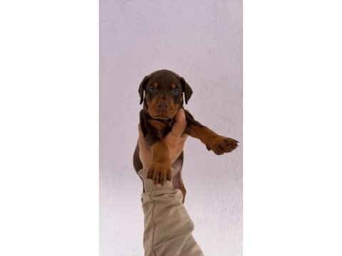 Asil ve güçlü doberman yavrular sahiplerini bekliyor