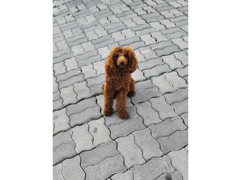 Sağlıklı toy poodle 9 aylık
