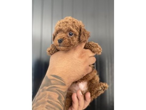 Irk sağlık ve kilo garantili kore poodle