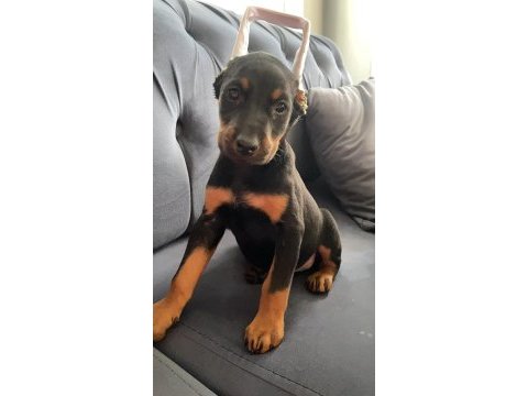 Estetikli doberman yavrular