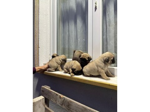 Show class pug mops bebekler