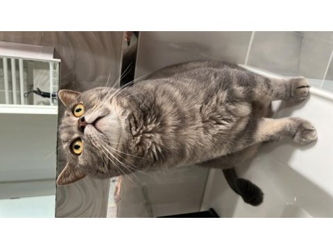 Ücretsiz british shorthair