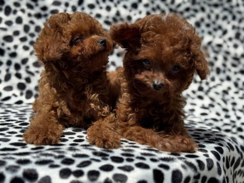 Petmode köpek çiftliğinden tea cup poodle