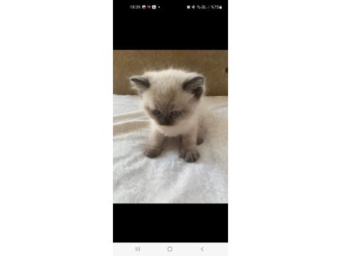 Tatlı mı tatlı british shorthair bebişler
