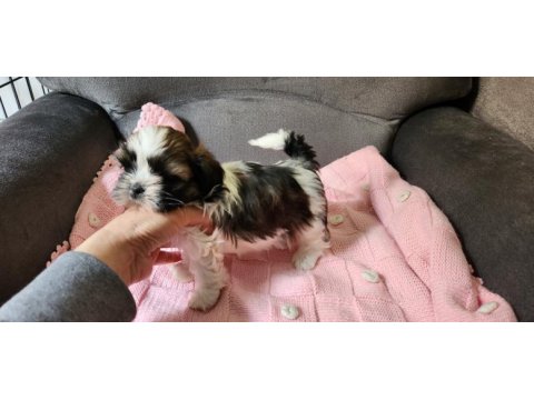 Shih tzu yavrularım yeni ailelerini bekliyorlar