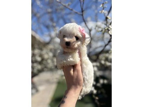 Kar topu beyaz bichon frise bebekler