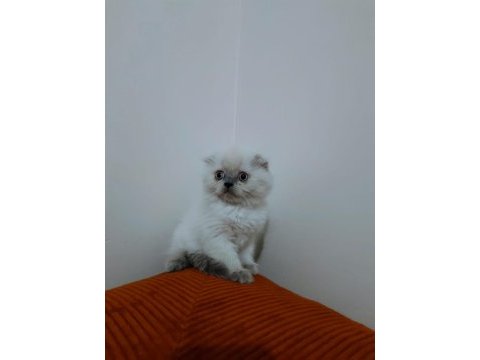 Son scottish fold yavrularımız teslime hazır