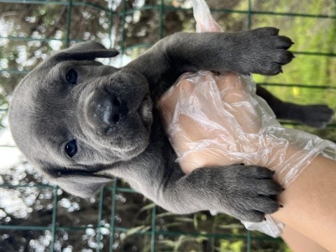 Heybetli üst kalite ırk garantili cane corso yavrular