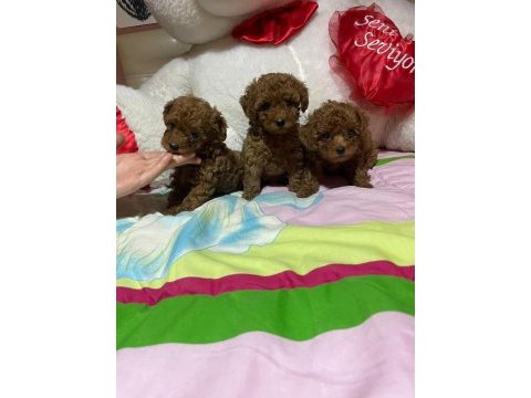 Toy poodle yavrularımız