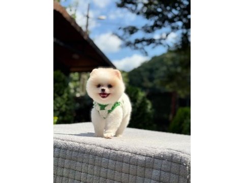 Sağlık ve ırk garantili pomeranian