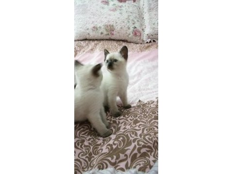 2 dişi ve 2 erkek sağlıklı eğitimli siyam kedisi yavrular