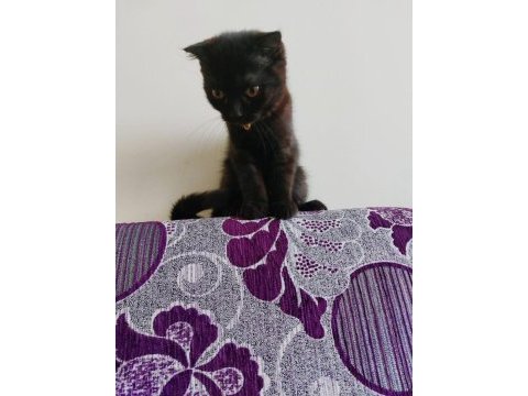Siyah erkek scottish fold