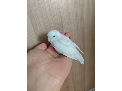 Yavru forpus papağanı