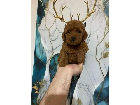 İlk sağlık taramalarından geçen poodle bebekler