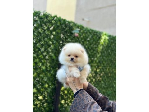 Show kalite pomeranian boo yavruları