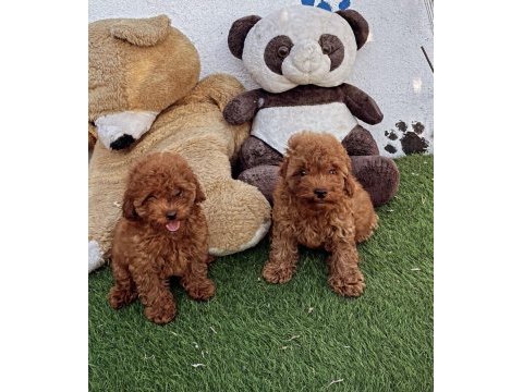 A kalite toy poodle bebeklerim