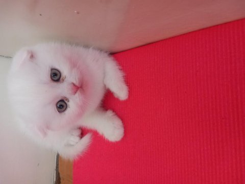 45 günlük british shorthair yavrular