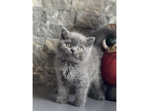 Gri british shorthair yavrularımız 