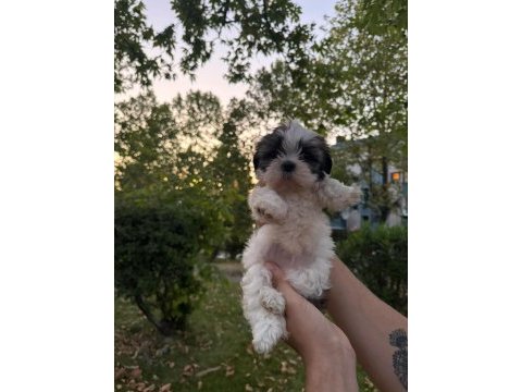 Yavru shih tzu sahiplendirilecek