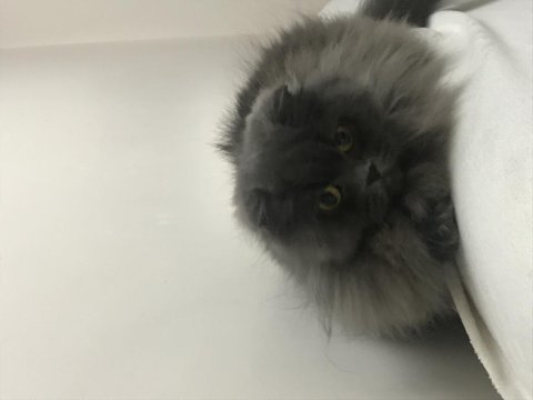 Scottish fold longhair sahiplendirme ilanı