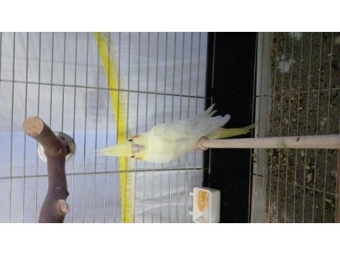 4 aylık sultan papağanlar