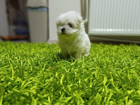 Kore maltese bebekler