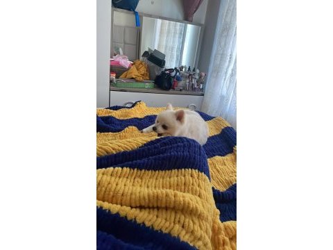 7 aylık erkek pomeranian