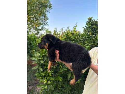 Antalya rottweiler