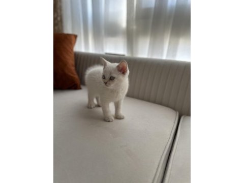Safkan brıtısh blue poıntler uygın fıyata sahıplendırılecek