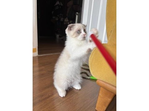 Satılık scottish fold yavrusu