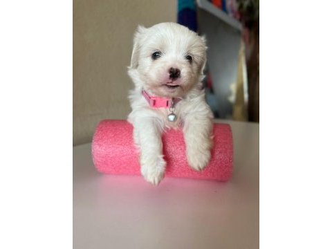 0 boy mini maltese terrier bebekler