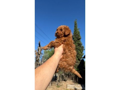 Toypoodle erkek 