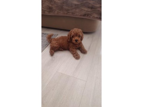 Secereli red brown kore poodle yavruları