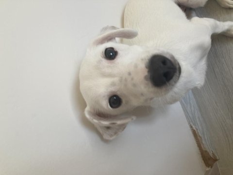 Yavru jack russell terrier
