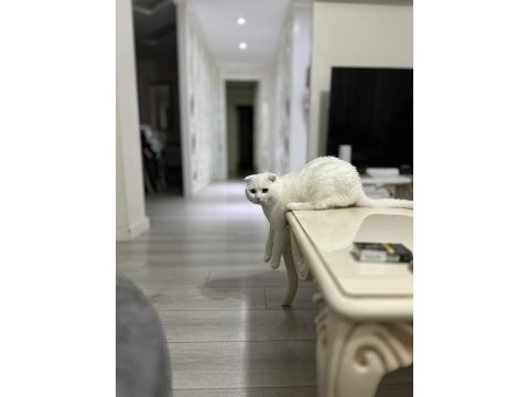 Scottish fold oğlum lucasa eşleşebileceği dişi arıyorum