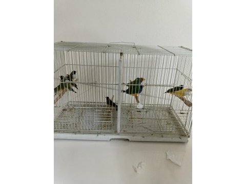 Golden finch