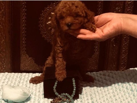 2,5 aylik red brown toy poodle