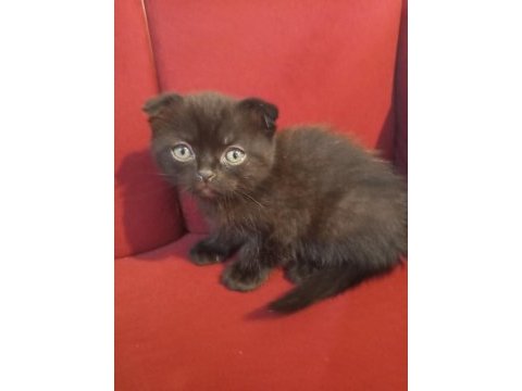 İzmir üçyol scottish fold kedilerim