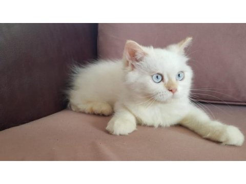 Minik şaşkın iran kedisi