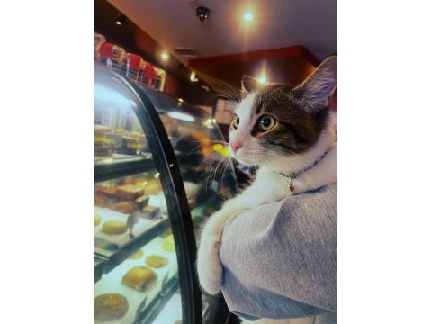 Muffin yuva arıyor tekir