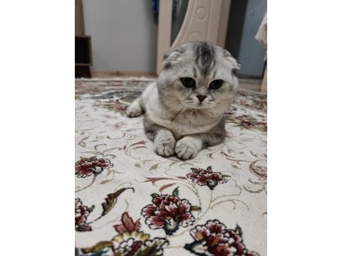 4 yaşında eğitimli kedimiz
