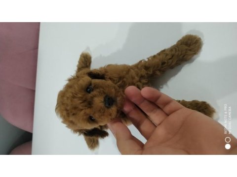 Mini boy toy poodle kore bebeklerim teslime hazır