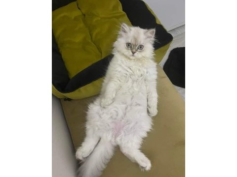 British longhair blue point