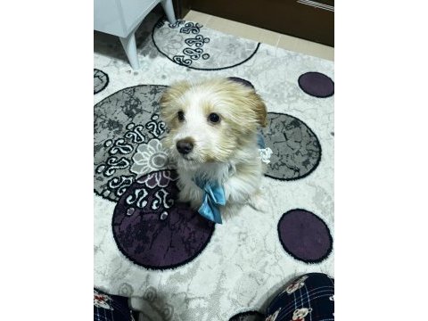 Maltipoo yavrumuz latteye yuva arıyoruz
